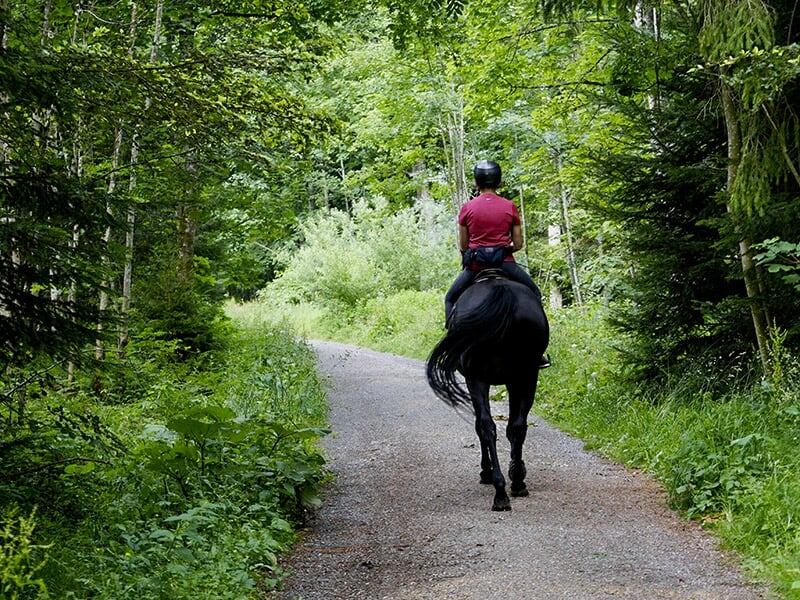 Personne montant un cheval noir sur un chemin forestier calme, entouré de verdure.