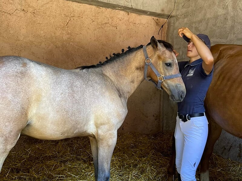 Cheval gris clair dans une étable, tenu par une personne en uniforme d'équitation.