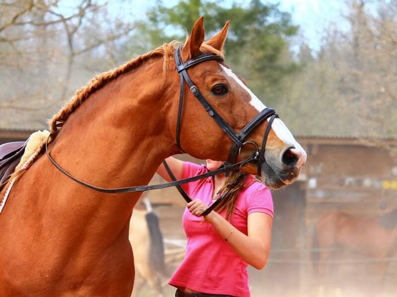 Grand cheval marron avec une tresse dans la crinière, tenu par une cavalière en chemise rose.