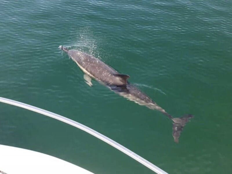 Dauphin suivant un bateau de plaisance dans l'océan atlantique