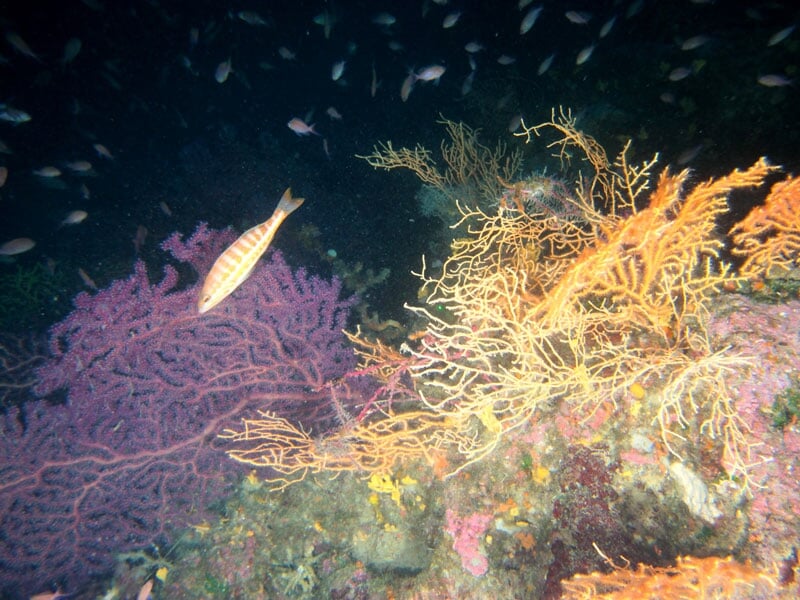 Poisson rayé nageant près de coraux violets et orange, avec un banc de petits poissons en arrière-plan, dans un récif corallien