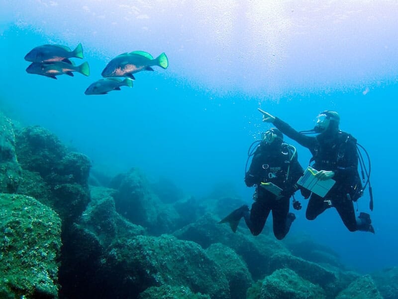 Deux plongeurs sous-marins en combinaison noire observant des poissons verts et noirs, dans les profondeurs de l'océan, entourés de rochers et d'algues