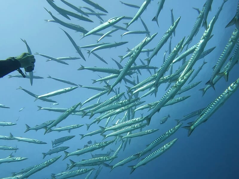 Vue d'un banc de poissons en plongée sous marine