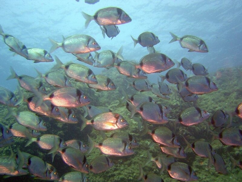Groupe de sars sous l'eau