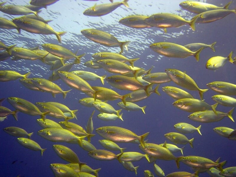 Groupe de saupes sous l'eau