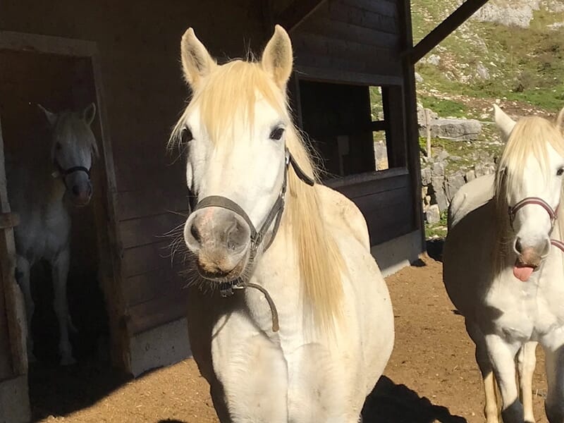 Des chevaux camarguais blancs devant leur écurie