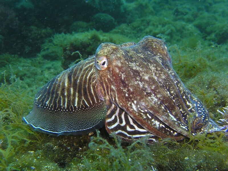 Un poulpe coloré posé au fond de la mer sur un tapis d'algues.