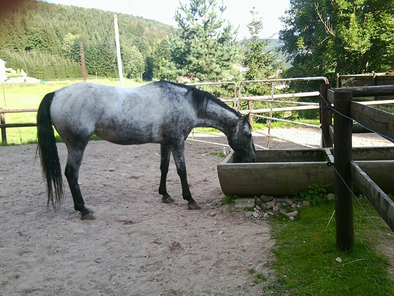 Un cheval de race Mérens boit dans un abreuvoir dans les écuries d'un centre équestre.