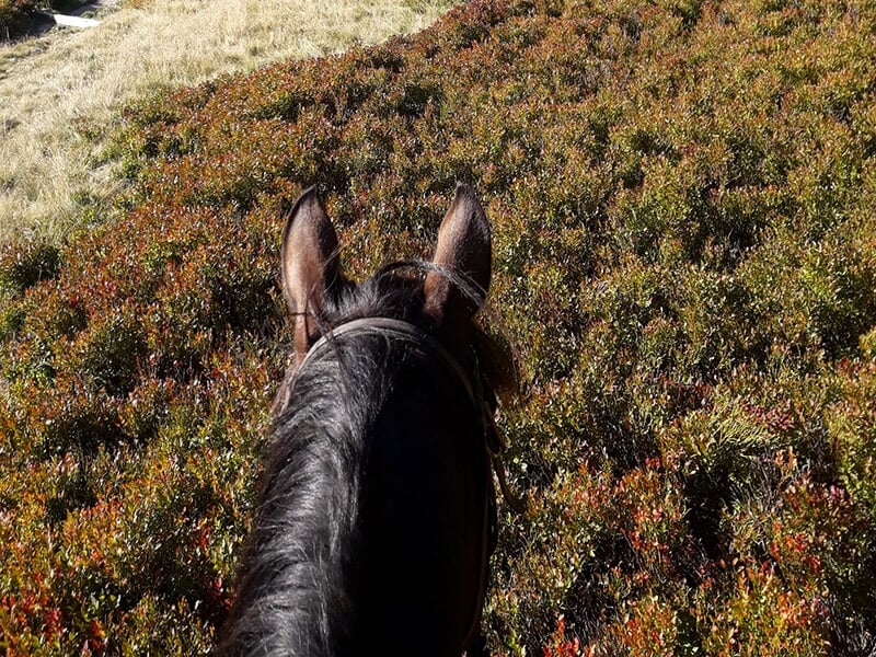Un cheval dont on aperçoit que la tête et les oreilles progresse sur un sentier forestier.