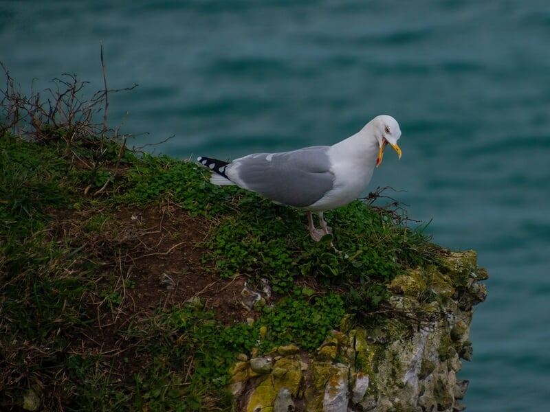 Goéland aux falaises d'Étretat