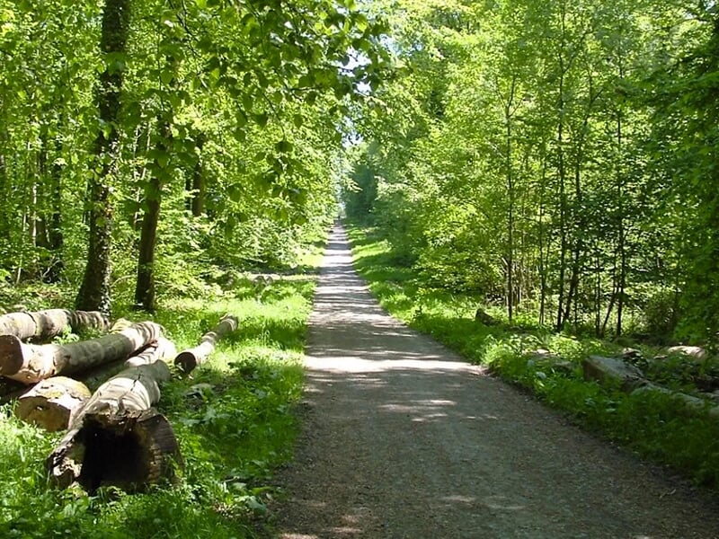 Long chemin de forêt bordé d'arbres verts avec des troncs d’arbres abattus sur le côté.