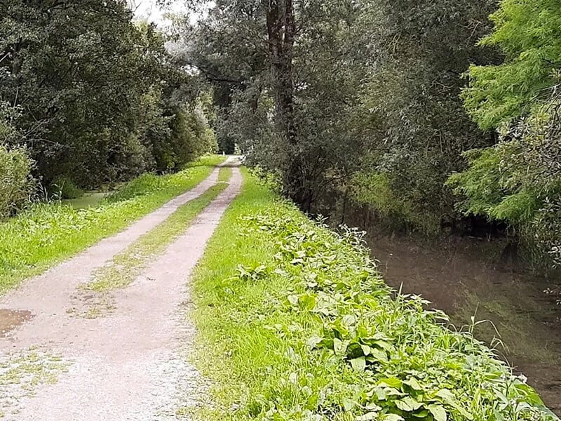 Chemin de terre bordé de végétation verte, avec une rivière à droite sous une couverture d’arbres.