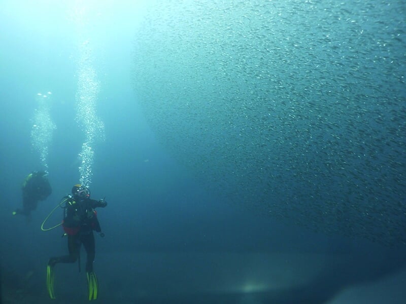 Deux plongeurs sous l'eau, l'un pointant du doigt un immense banc de poissons dans une eau claire et lumineuse.
