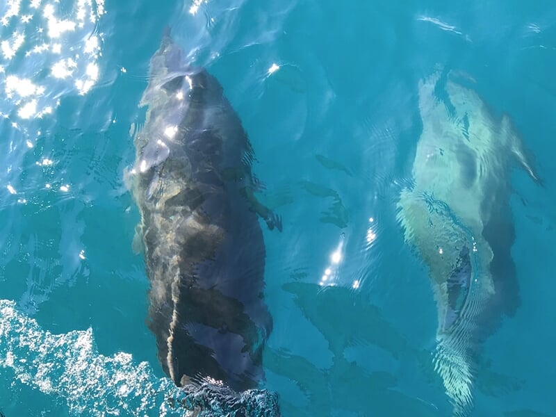 Banc de petits poissons argentés nageant dans une eau claire et bleue, entouré de végétation aquatique.