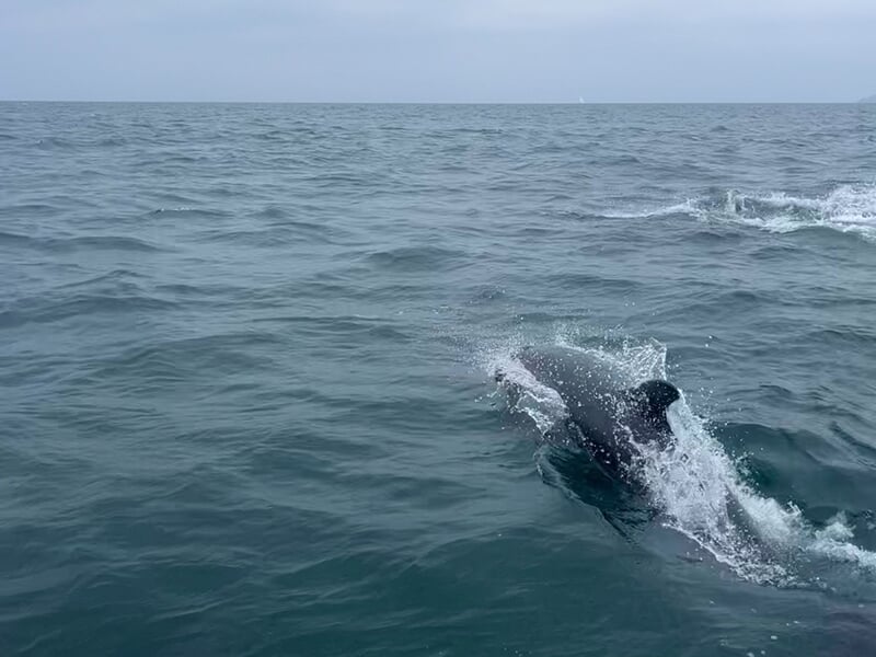Un dauphin émergeant de l’eau à la surface, créant des éclaboussures dans une mer calme.