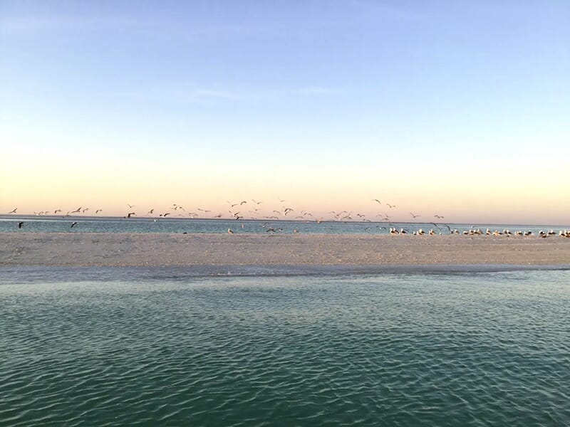 Une plage tranquille au coucher du soleil avec des oiseaux en vol et une mer calme en arrière-plan.