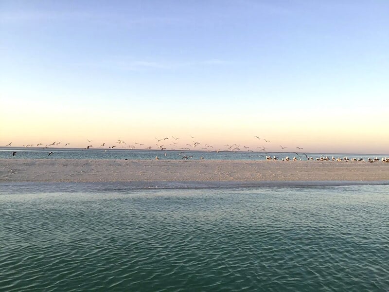 Une plage tranquille au coucher du soleil avec des oiseaux en vol et une mer calme en arrière-plan.