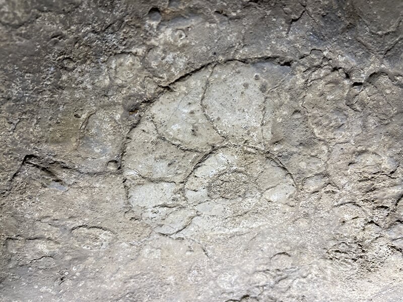 Un fossile bien conservé incrusté dans la paroi rocheuse d’une grotte.