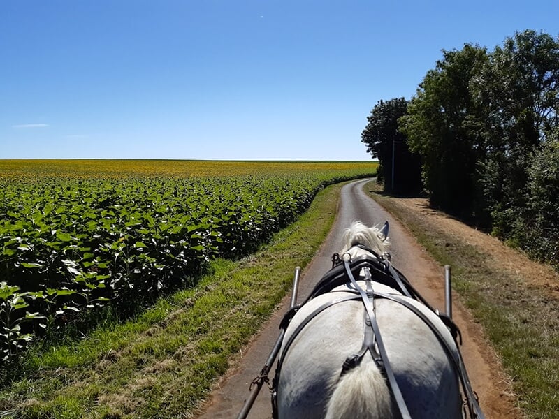Vue depuis une calèche sur une route de campagne bordée de champs de tournesols, avec un cheval blanc attelé au premier plan.
