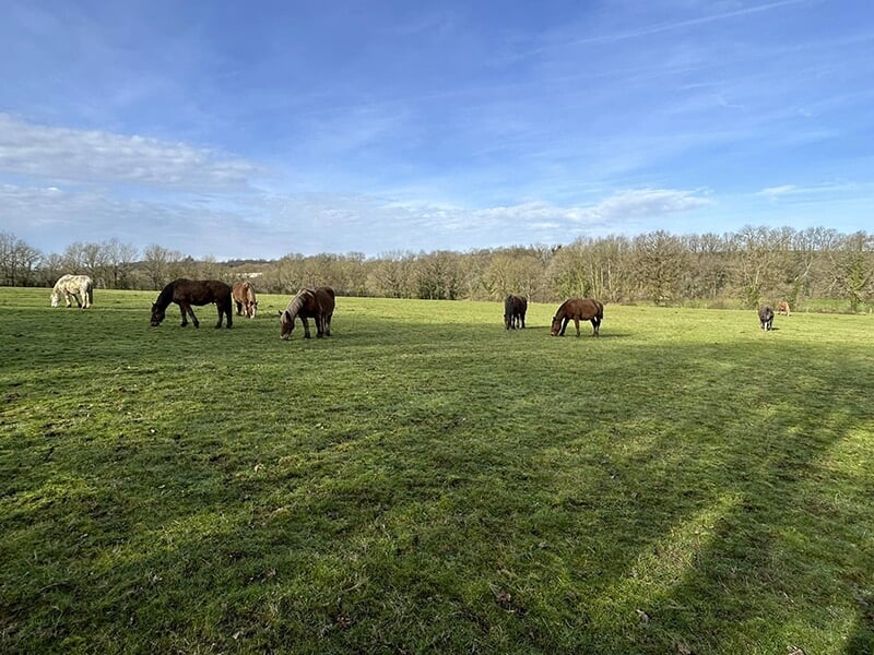 Un groupe de chevaux et poneys broutant paisiblement dans un vaste champ verdoyant sous un ciel partiellement nuageux.