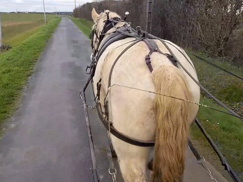 Vue arrière d'un cheval de trait beige attelé, avançant sur une route bordée de haies en pleine campagne.