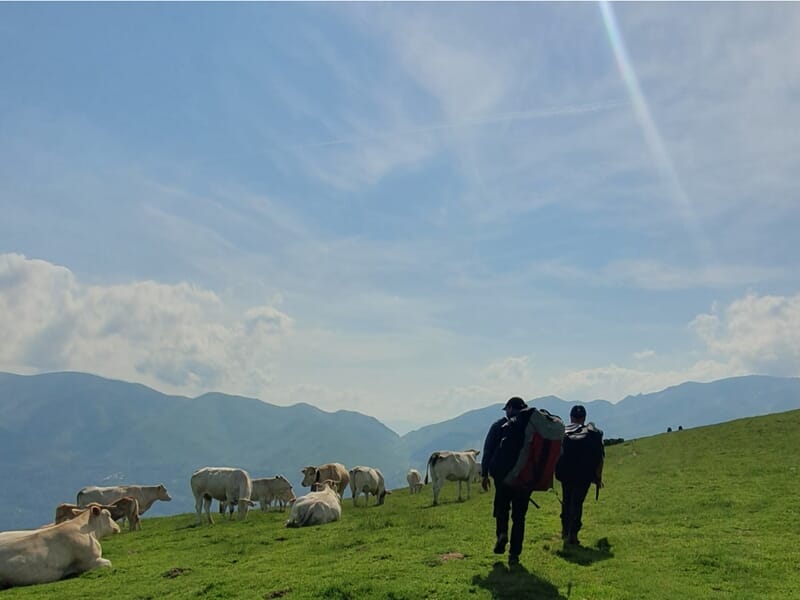 Deux personnes dans un pré avec des vaches doté d'un équipement de parapente