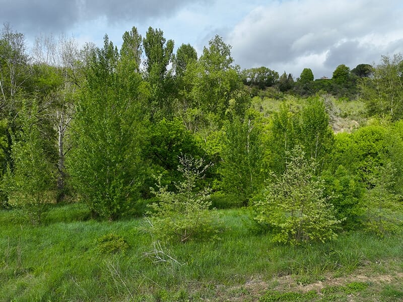 Paysage naturel avec des arbres verdoyants sur une colline sous un ciel partiellement nuageux.