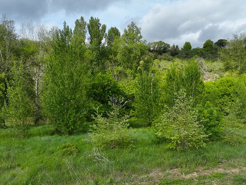 Paysage naturel avec des arbres verdoyants sur une colline sous un ciel partiellement nuageux.