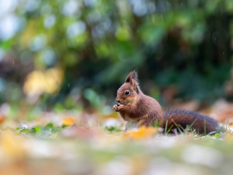 Écureuil roux debout sur l’herbe, tenant une graine dans ses pattes, avec un fond de feuillage flou et lumineux.