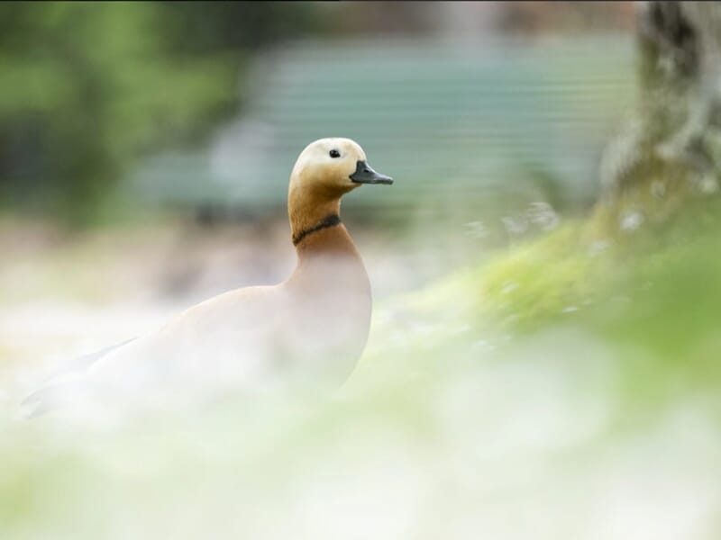 Canard brun clair au long cou observant son environnement dans un parc, avec un effet flou au premier plan.