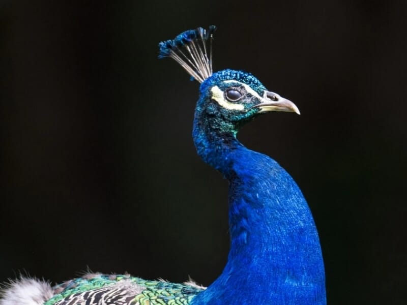 Portrait d’un paon bleu vu de profil, avec sa huppe dressée et un fond sombre mettant en valeur ses plumes.