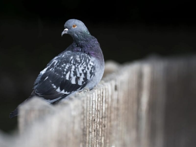 Pigeon gris posé sur une rambarde en bois, regard tourné vers l'arrière, avec un fond sombre flouté.