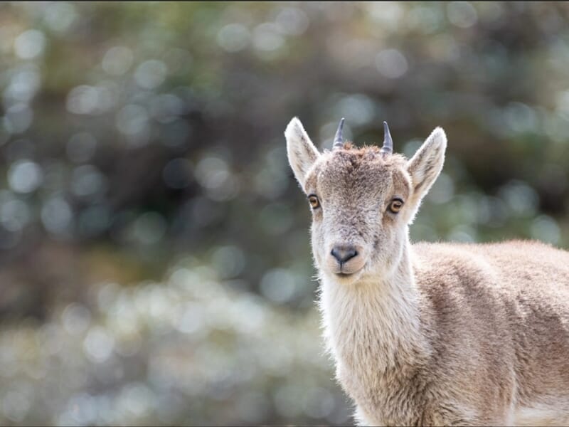 Jeune bouquetin aux petites cornes regardant l’objectif en pleine montagne
