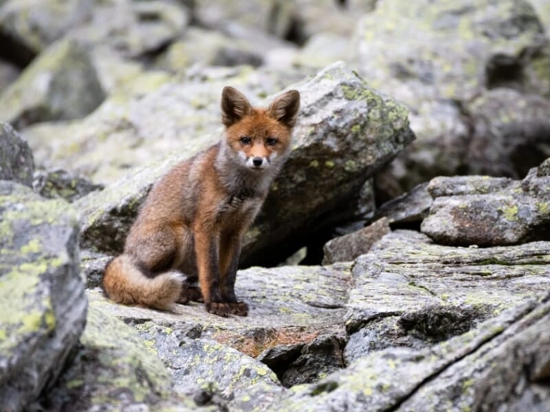 Jeune renard assis au milieu de rochers, regard fixe vers l’objectif