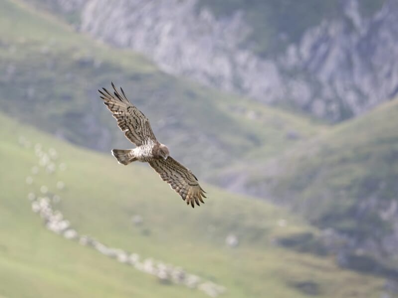 Oiseau de proie en plein vol plané au-dessus de montagnes verdoyantes