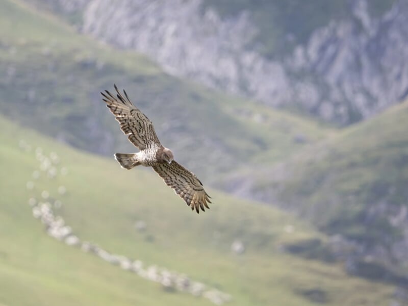 Oiseau de proie en plein vol plané au-dessus de montagnes verdoyantes