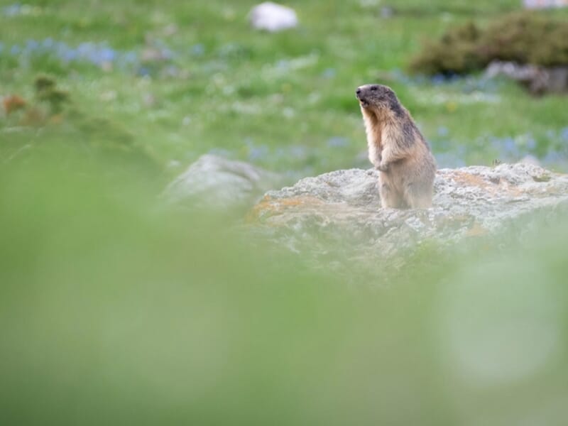 Marmotte debout sur un rocher dans une prairie verdoyante au printemps