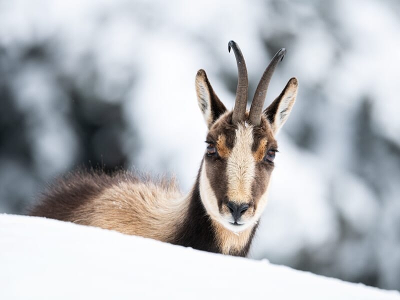 Chamois observant l’objectif, couché dans la neige avec un fond flou hivernal