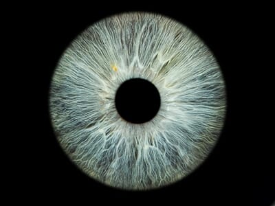 Photo d'Iris près d'Étampes