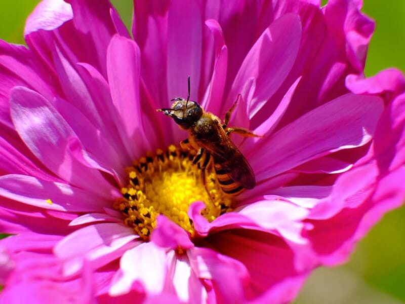 Abeille butinant une fleur rose aux pétales éclatants avec un cœur jaune vif.