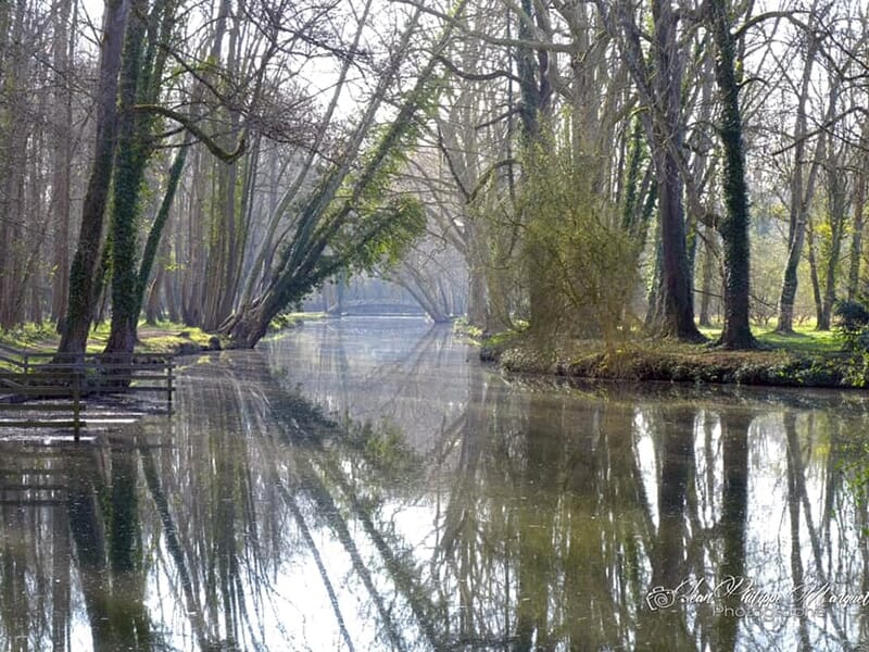 Rivière calme bordée d’arbres dénudés reflétés dans l’eau, ambiance paisible en sous-bois.