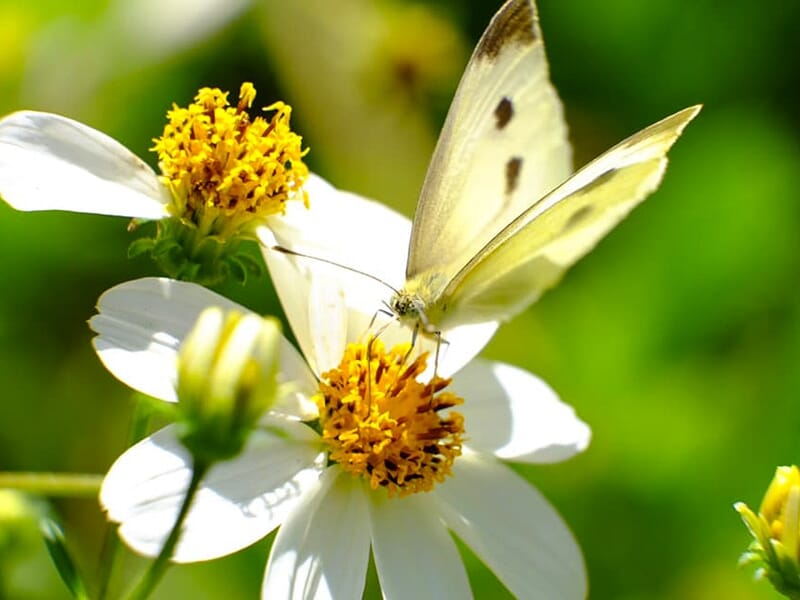 Papillon jaune pâle posé sur une fleur blanche avec cœur jaune, en plein soleil.