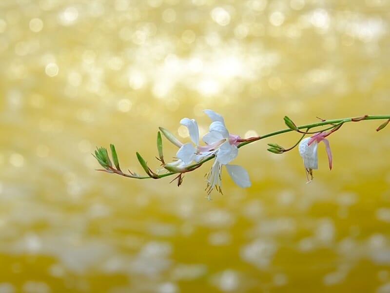 Fleurs blanches délicates sur une tige fine avec un arrière-plan flou jaune doré scintillant.