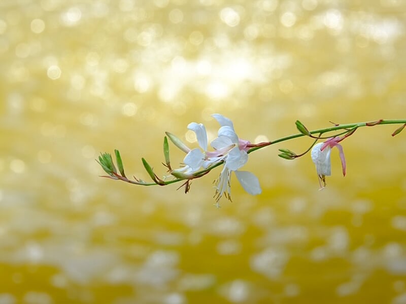 Fleurs blanches délicates sur une tige fine avec un arrière-plan flou jaune doré scintillant.