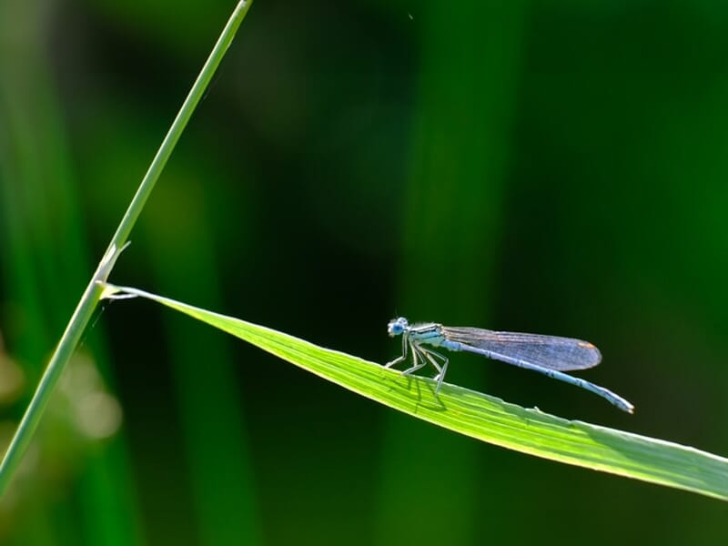 Demoiselle bleu métallique posée sur une longue feuille verte, sur fond flou de végétation sombre.