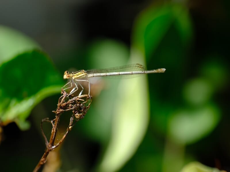 Demoiselle beige claire perchée sur une tige sèche, avec un arrière-plan vert flou.