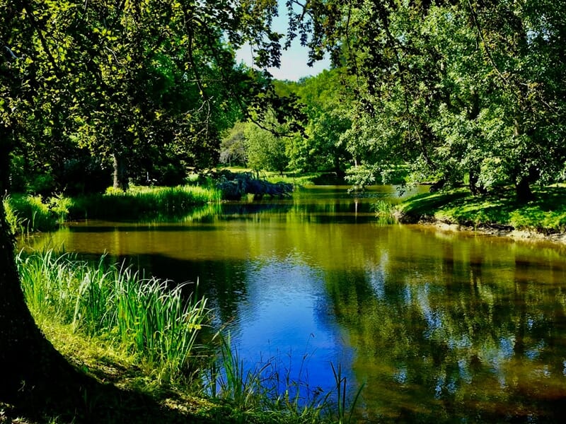 Étang calme entouré d’arbres et de roseaux, reflets verts et bleus à la surface de l’eau.
