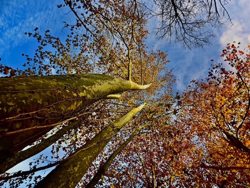 Contre-plongée sur de grands arbres aux feuilles roussies s’élevant vers un ciel bleu partiellement nuageux.