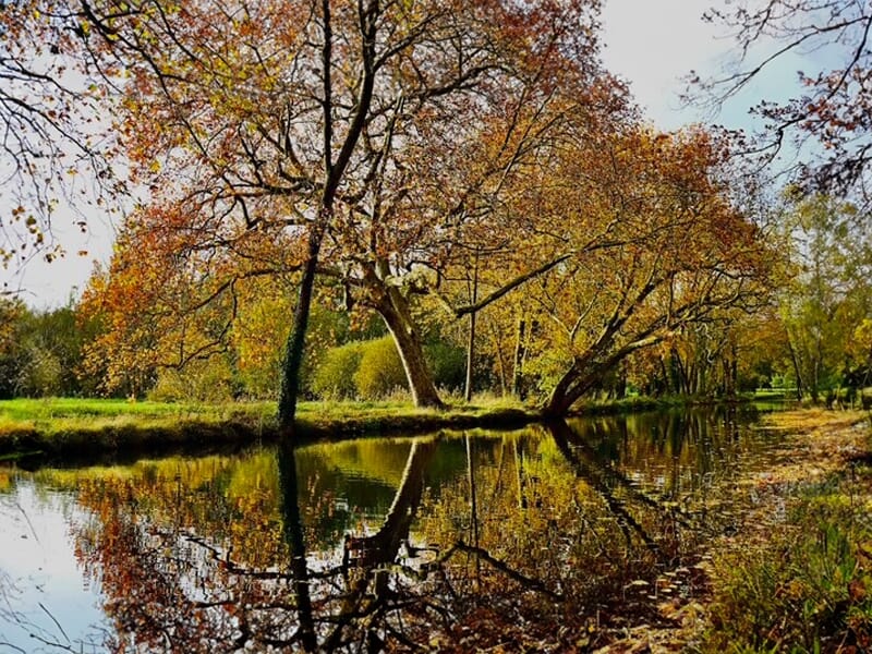 Allée bordée d’arbres aux feuilles dorées en automne, avec un bâtiment en briques et un banc en bois au premier plan.