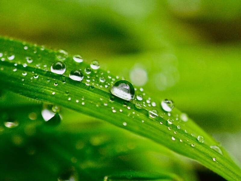 Gouttes d’eau posées sur une feuille verte, en gros plan, avec un arrière-plan flou aux tons similaires.